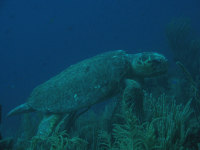 Big Loggerhead Turtle