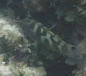 Nassau Grouper