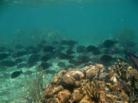 Blue Tang