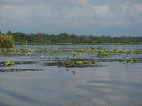 WaterHyacinths