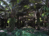 Selempim Palm Plantation