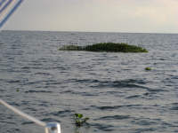 Water hyacinths