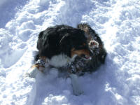 Max Chewing Snowballs