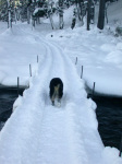 Max on Dogsled Bridge