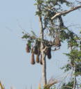 Oropendola Nests