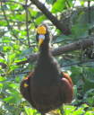 Northern Jacana