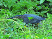 Little Blue Heron