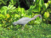 Little Blue Heron