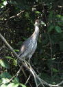 Imm Yellow Crowned Night Heron