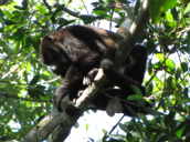 Howler Monkey