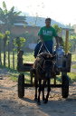 Horse drawn milk delivery