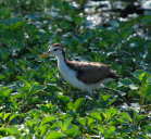 Northern Jacana