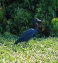 Little Blue Heron