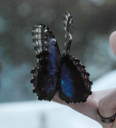 Blue Morpho