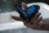 Blue Morpho