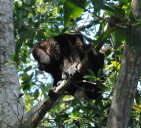 Howler Monkey