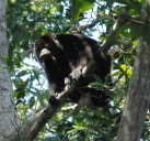 Howler Monkey