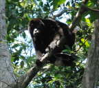 Howler Monkey