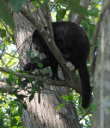 Howler Monkey