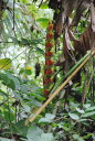 Lobster Claw, Heleconia Rostrada