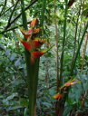 Lobster Claw, Heleconia Rostrada