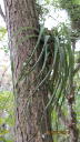 Tree flora, epiphytes