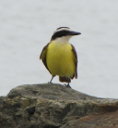 Black Bellied Plover