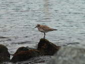 Black Bellied Plover