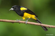 Black Cowled Oriole