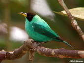 Green Honeycreeper