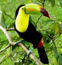 Keel Billed Toucan