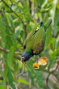 White Crowned Parrot