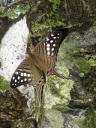 Butterfly, Spotted Daggerwing (Marpesia Merops)