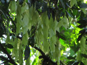 Seed Pods