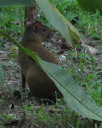 Agouti