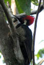 Pale Billed Woodpecker