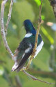 White Necked Jacobin Bird