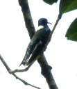 White Necked Jacobin Bird