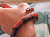 False Coral Snake