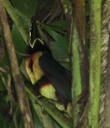 Collared Aracari