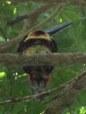 Collared Aracari