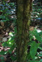 Thorns on Shrub