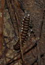 Centipede