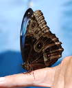 Owl Butterfly