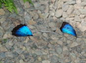 Blue Morpho Wings