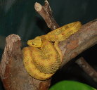 Eyelash Viper