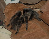 Tarantula