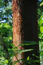 Gumbo Limbo, maybe