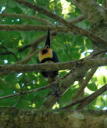 Collared Aracari