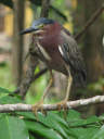 GreenHeron